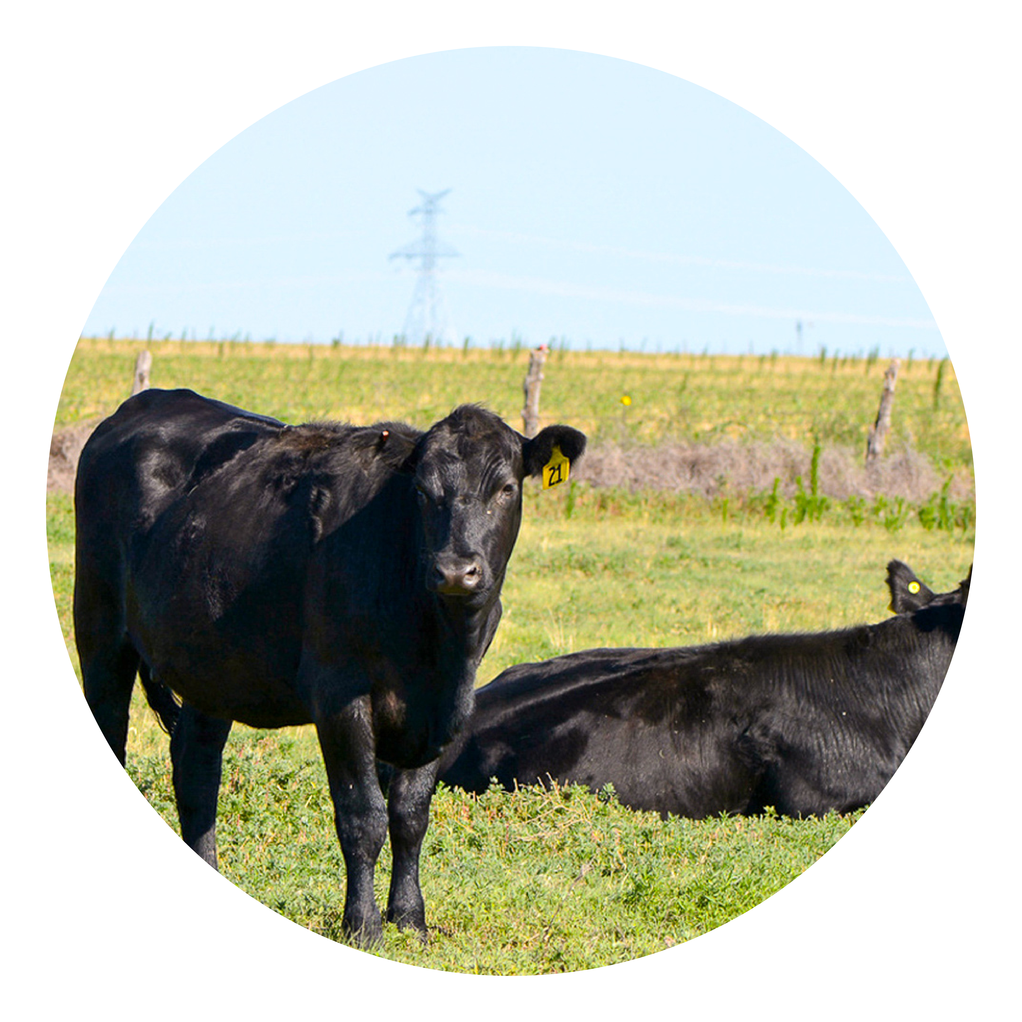 LandingPage_Herdmaster Mix LandingPage_Herdmaster Mix