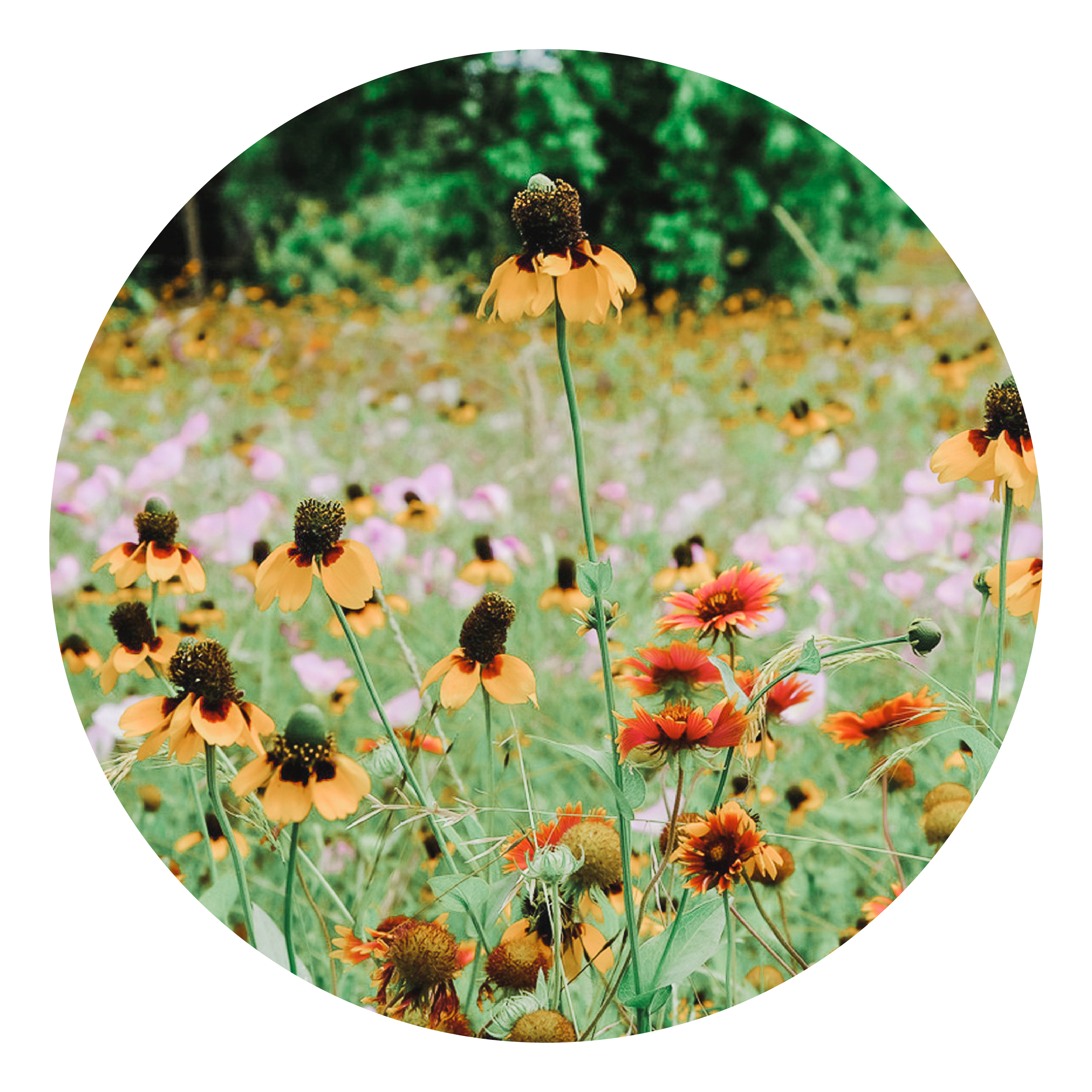 LandingPage_Llano Estacado Wildflower Mix LandingPage_Llano Estacado Wildflower Mix