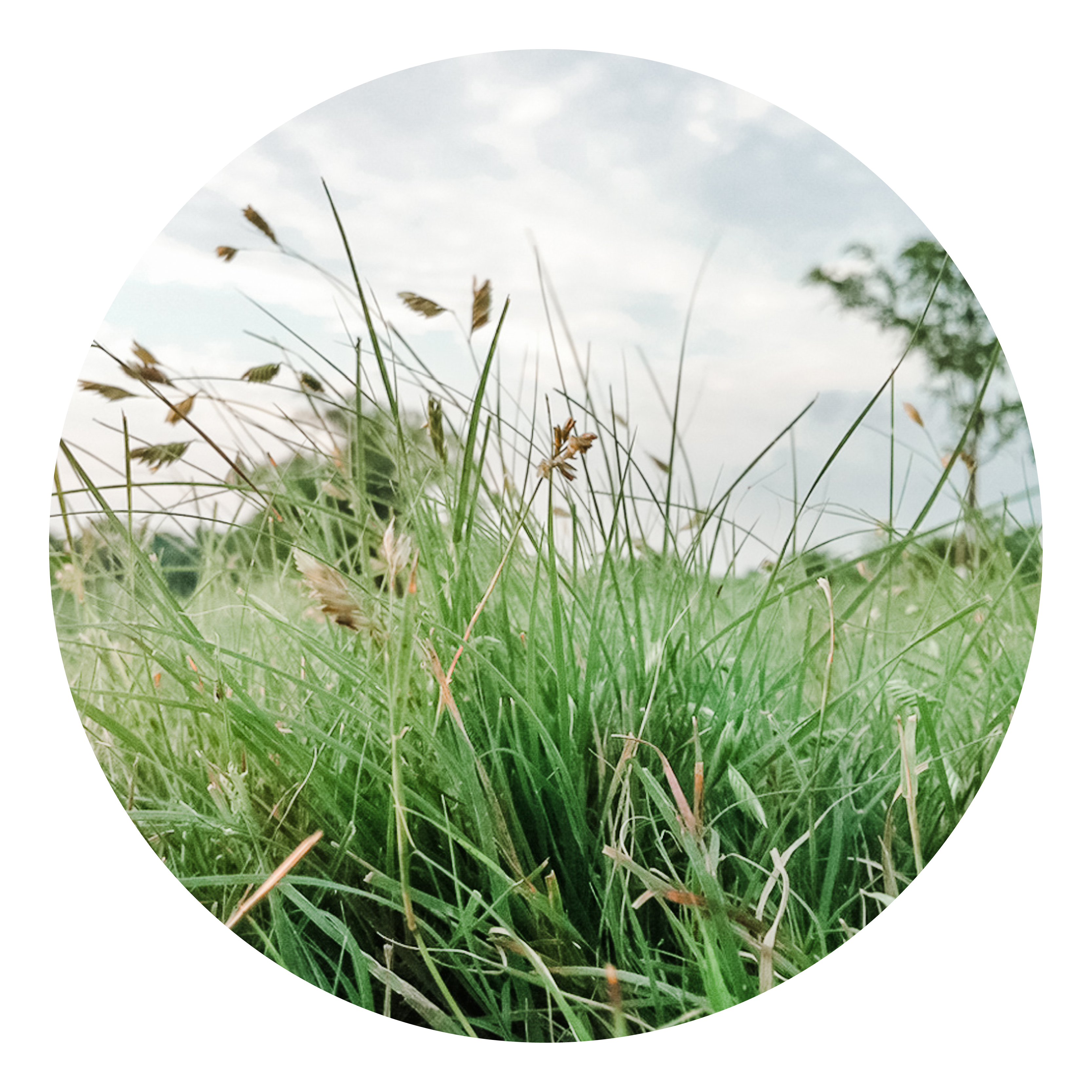 LandingPage_Native Wonder Mix LandingPage_Native Wonder Mix