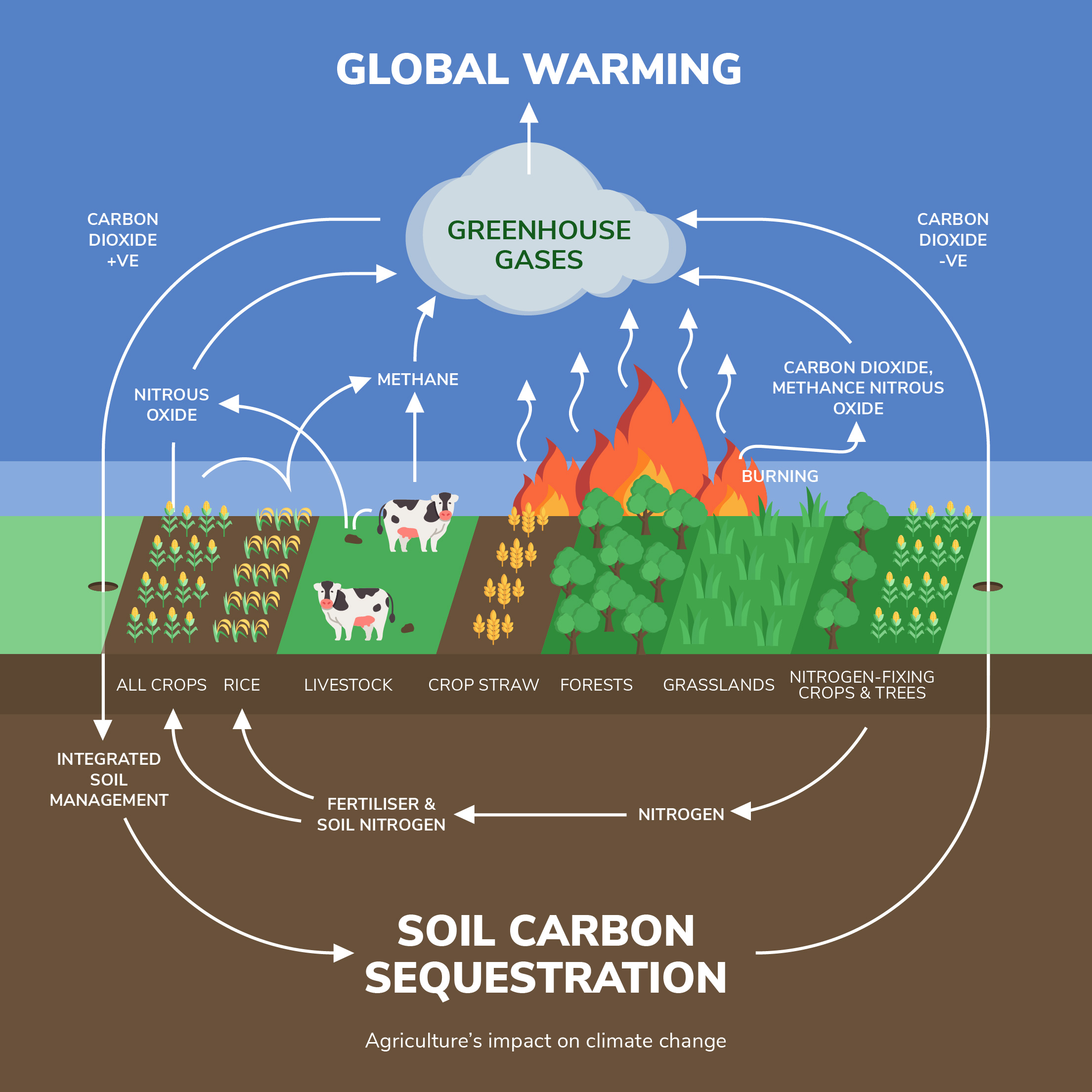 Carbon Sequestration-infographic-01